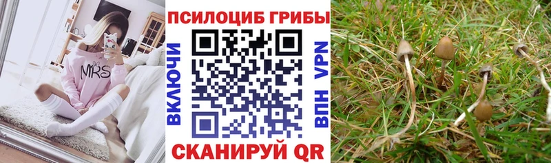 Псилоцибиновые грибы Psilocybine cubensis  Копейск 